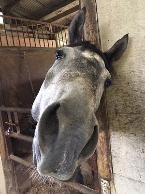 可愛くて性格の良い馬作り