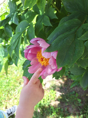Kind zeigt auf eine Blume in der Natur bei der Tagesmutter in Urdorf.