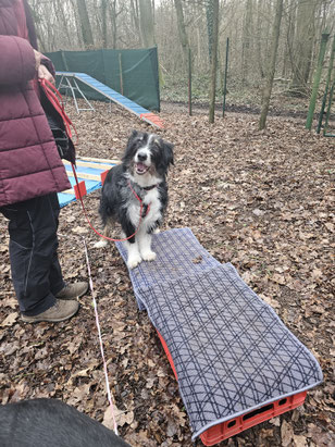 MindDog in der Hundeschule Dietzenbach, Heusenstamm, Rodgau, Obertshausen, Offenbach, Neu-Isenburg, Dreieich, Rödermark