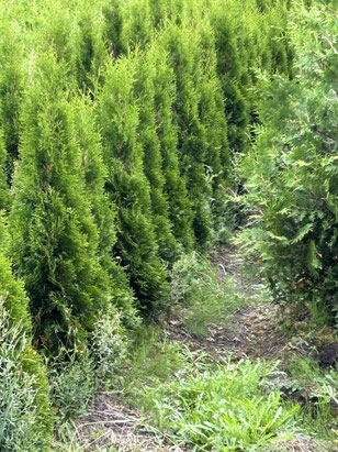 Thuja Smaragd im Sommertrieb