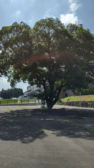 この木なんの木 気になる木 ｎｐｏ法人こどもぱれっとホームページ