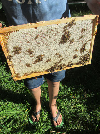 Die Honigwabe wird erst bei der Entnahme von Bienen befreit.