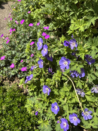 Geranium Bodendecker