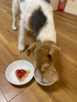 ワイヤーフォクステリアと鶏肉とケーキ