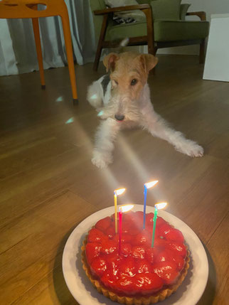 DOG LEAP看板犬Lizの誕生日