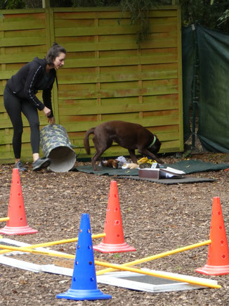 GOOD DOGS Hundeschule in Rodgau, Heusenstamm, Obertshausen, Neu-Isenburg, Dietzenbach, Dreieich, Rödermark, Offenbach.