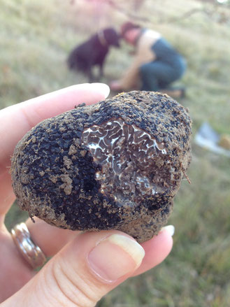 Perigord Black Truffle