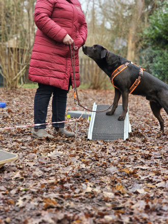 MindDog in der Hundeschule Heusenstamm, Dietzenbach, Offenbach, Rodgau, Obertshausen, Neu-Isenburg, Dreieich, Rödermark