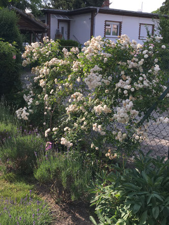 Rose Rambler