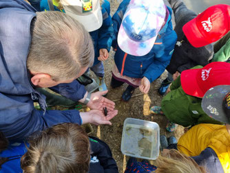Insekten Marienkäfer Larve Kindergruppe NAJU NABU Düren