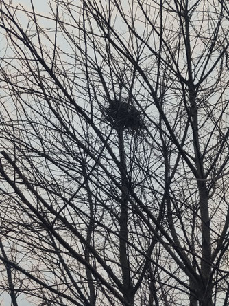 Nest einer Elster / ©Jana Freitag