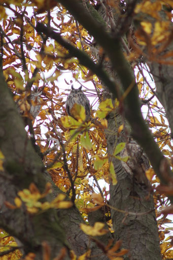 Eine Waldohreule sitzt in einem Baum.