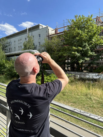 Tagelang beobachten ehrenamtliche Vogelschützer des NABU Leipzig die Situation, melden Gefahren weiter und schreiten ein. Foto: NABU Leipzig