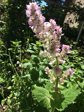 Zarte Blüten in rosa.
