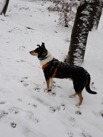 Blade steht auf einem Waldweg im Schnee und schaut nach links auf etwas, was nicht im Bild zu sehen ist. 