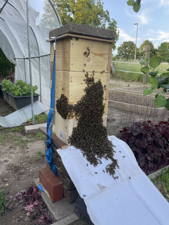 So sieht es aus, wenn Bienen in eine Beute einlaufen und ein neues Zuhause gefunden haben.