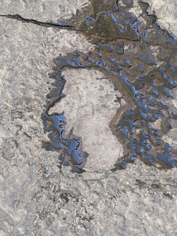 sagoma  del volto di Dante Alighieri su un mattone per terra bagnato dall'acqua per sottolinearne i contorni