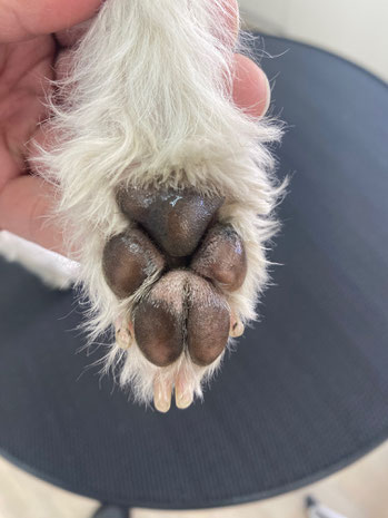 しっとりプルプルな犬の肉球