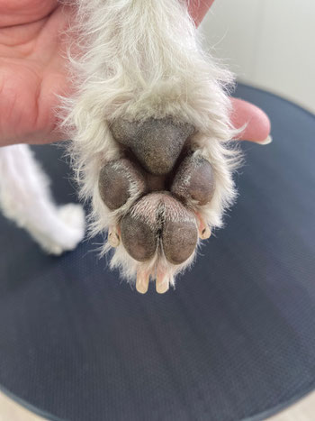 カサカサな犬の肉球