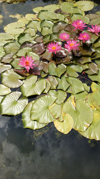 Nénuphar intersubgénérique (ISG) en bassin