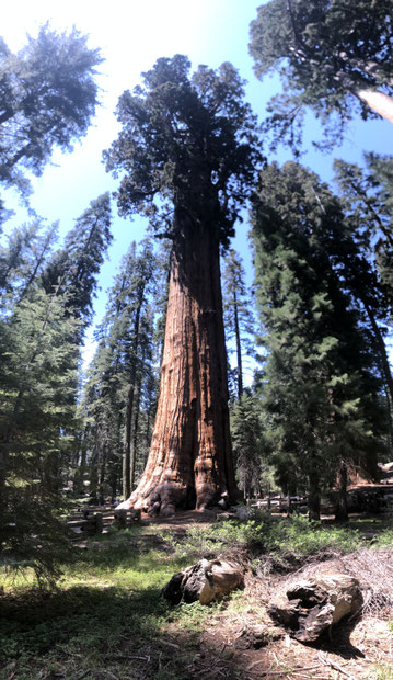 Over half a century after "The Big Trail", John Wayne returned to Sequoia National Park to do a commercial for Great Western Savings. He picked the locations himself.