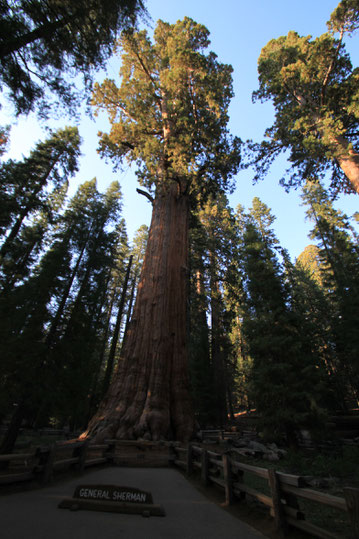 Over half a century after "The Big Trail", John Wayne returned to Sequoia National Park to do a commercial for Great Western Savings. He picked the locations himself.