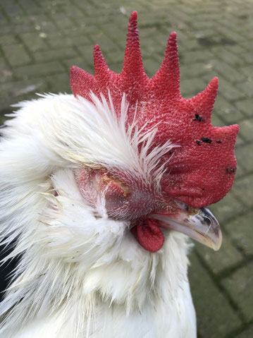 Hahn mit ansteckendem Geflügelschnupfen, Coryza contagiosa gallinarum