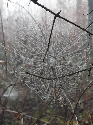 Spinnennetz im Wald – Symbol für innere Muster und Verstrickungen im Leben von Männern