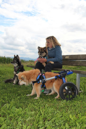 unsere 3 Lapinkoiras