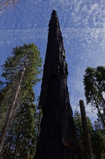 KNP Complex Fire, Sequoia National Park, climate change, draught California, tree, fire, forest fire