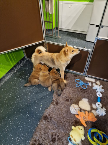 Shiba Welpen beim säugen