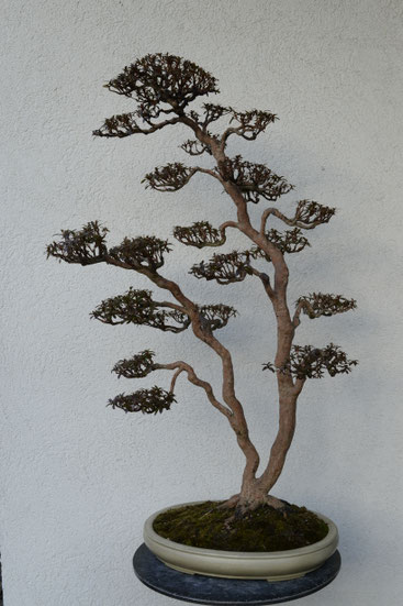 金采（双幹） - BONSAI {皐月盆栽（satsuki-bonsai)}