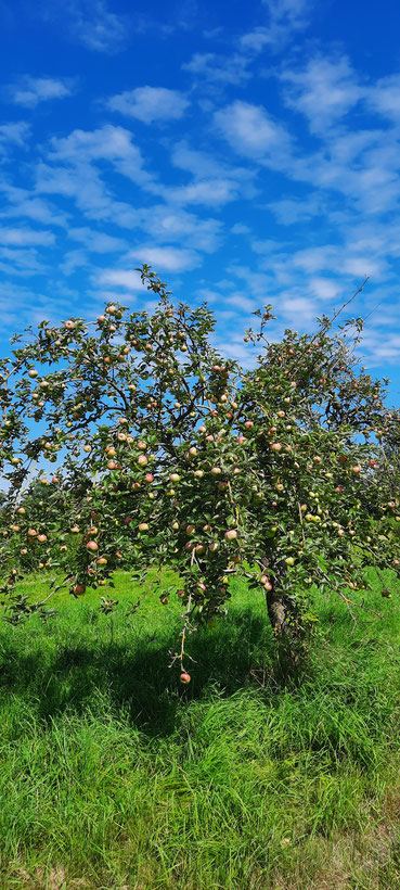 Nur einer von hunderten Obstbäumen.