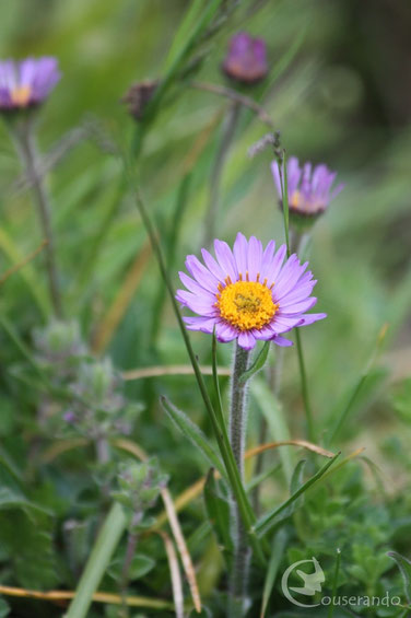 Randonnées Nature en Couserans Ariège Pyrénées Observation faune et flore des Pyrénées
