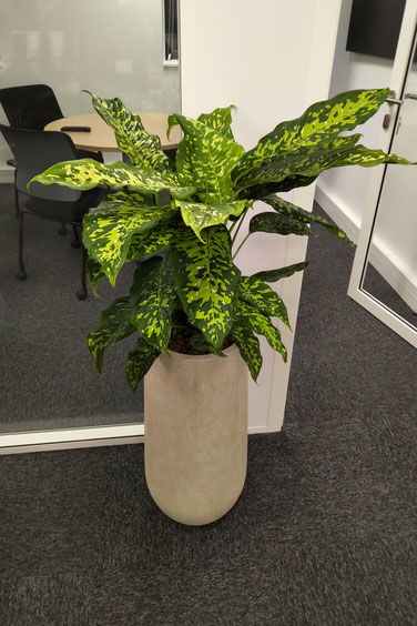 Plantes en entreprise