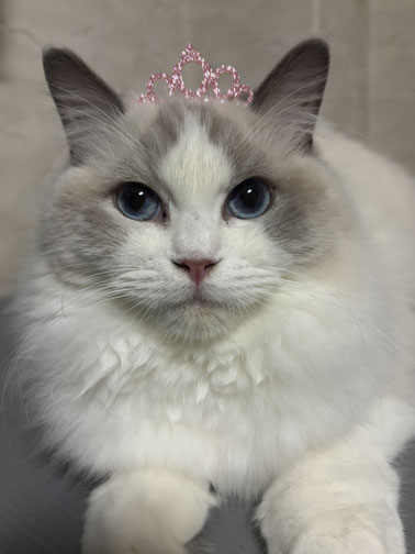 【ラグドール】 我が家のオスのラグドールたち： グランドチャンピオン マーベリック