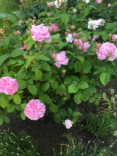 Centifolia Rose