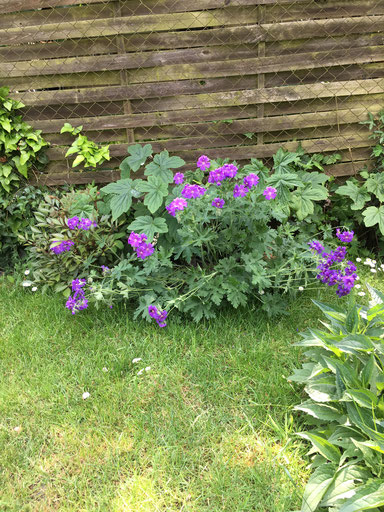 Geranium