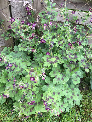 Geranium