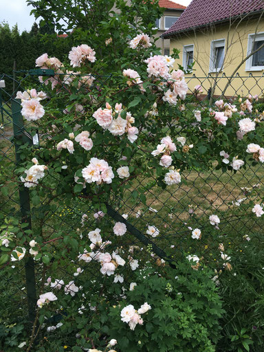 Rambler Rose