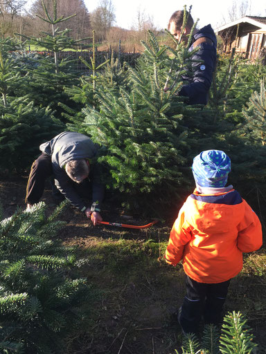 Weihnachtsbaume Hofladen Holweg