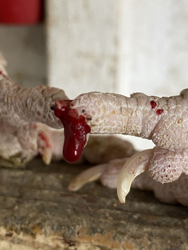 Stark blutende abgebrochene Kralle bei einem Huhn