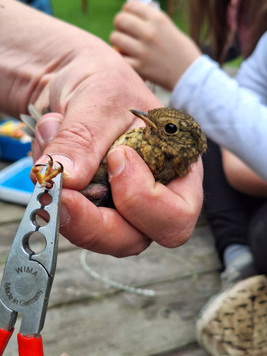 Dank Ring Vogel mit Wiedererkennungswert Foto: K. Grützmacher