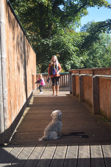 HAT, Hundealltagstauglichkeit, Hundeprüfung, Hundeschule Animal Train, Hundetraining, Linz Land, Neuhofen