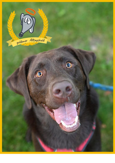 Hundeerziehung Erlangen Labrador
