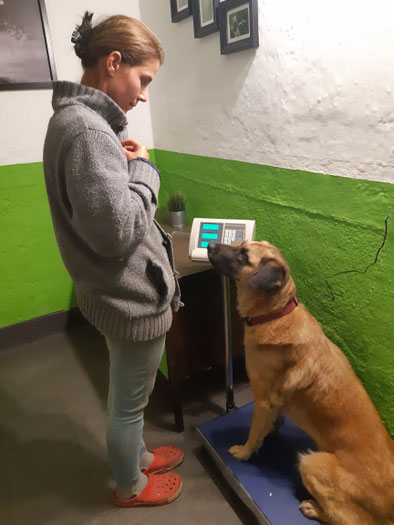 Gesundheit am hundecampus