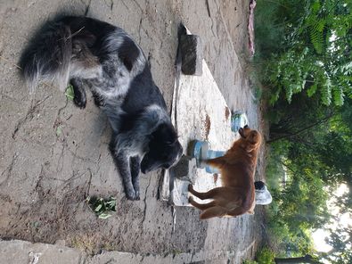 3 dogs of Achmed in the center of Istanbul