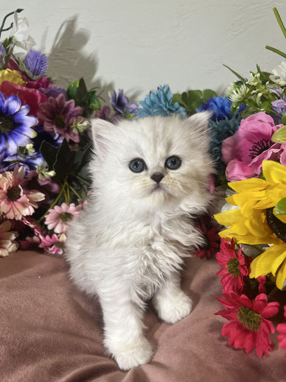 ミヌエット　長毛　仔猫