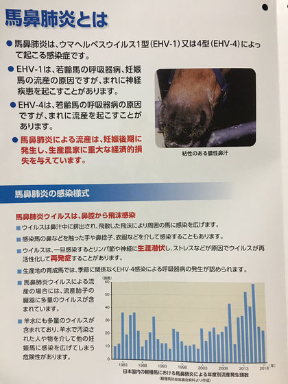 馬鼻肺炎（うまびはいえん）とは