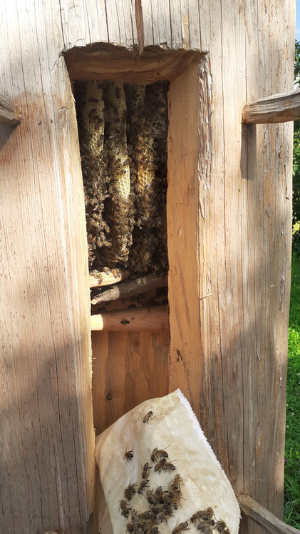 Bienen im Zeidler